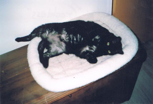 black cat on cat bed