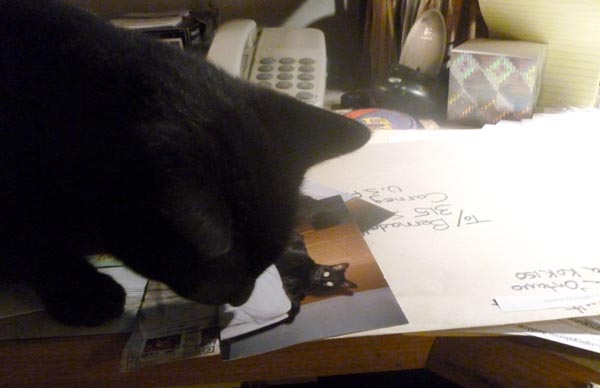 black cat sniffing photo