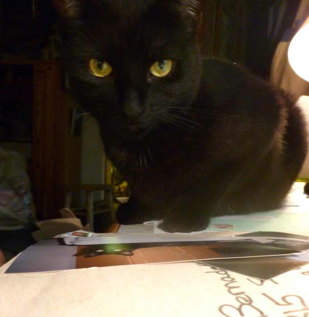 black cat with photo of black cat