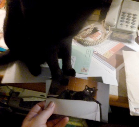 black cat looking at photos