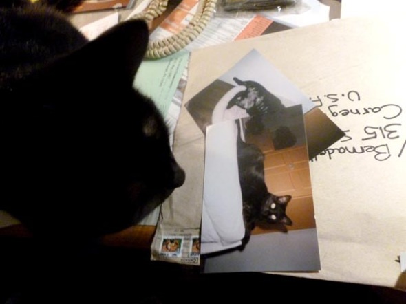 black cat looking at black cat photo