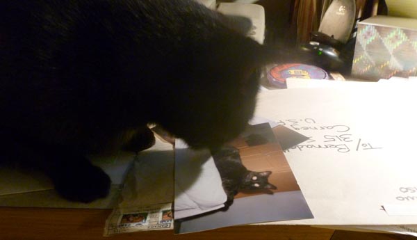 black cat sniffing photo