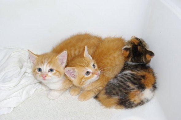 three kittens in box