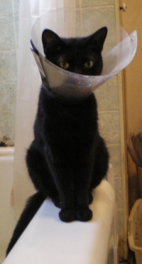 black cat with plastic collar