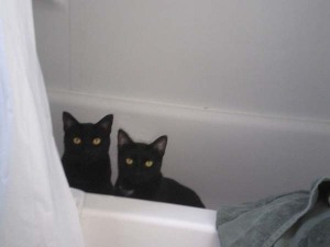 two black cats in the tub