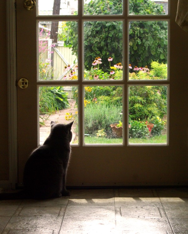 gray cat looks at garden