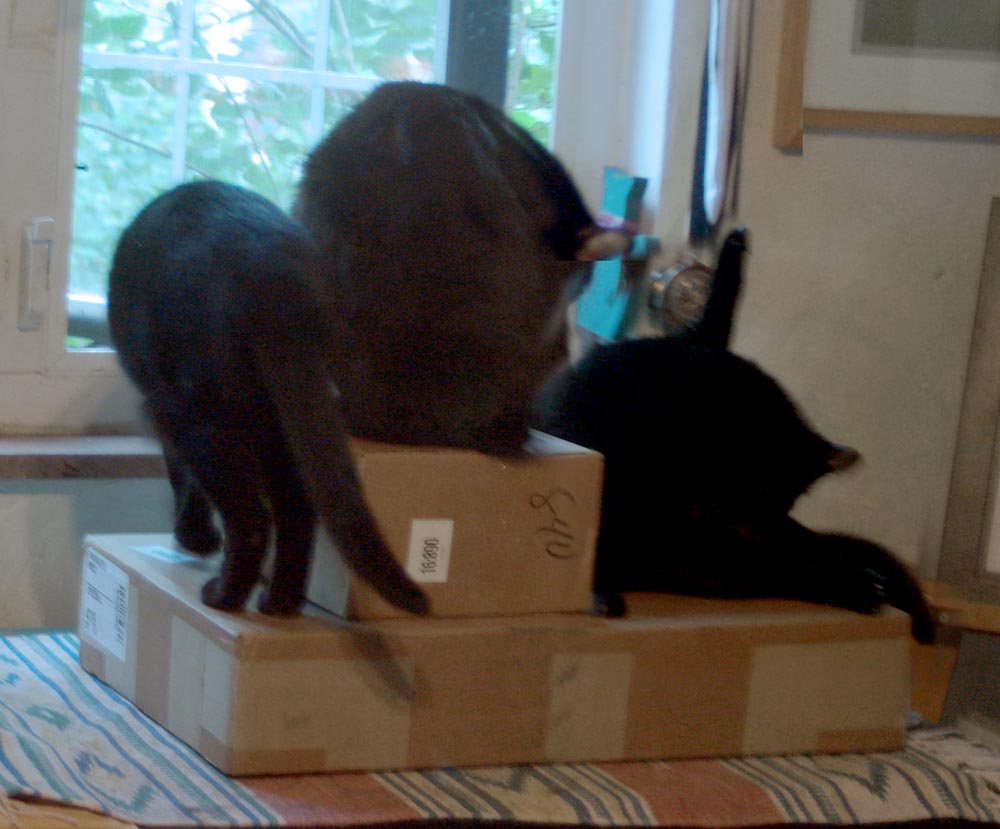three cats on a box