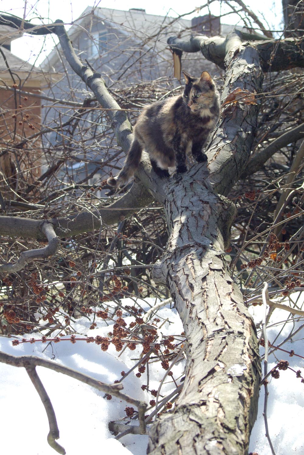 tortie cat on branch
