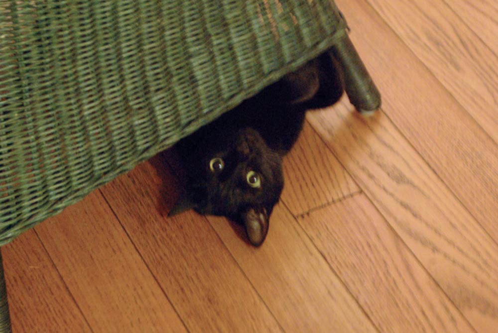 black kitten under chair