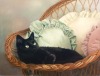 portrait of black cat in wicker chair
