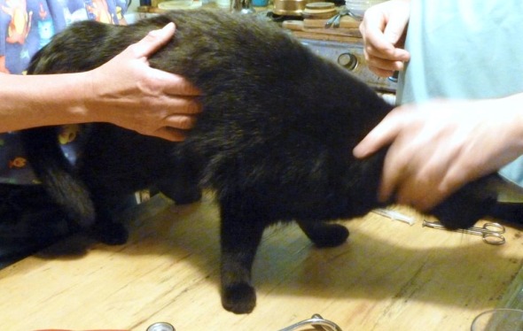 black cat examined