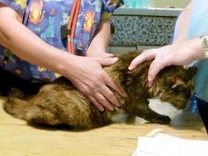 tortie cat is examined