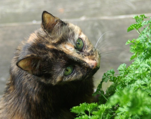 tortie cat with parsley