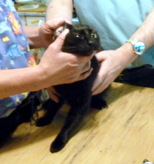 black cat examined