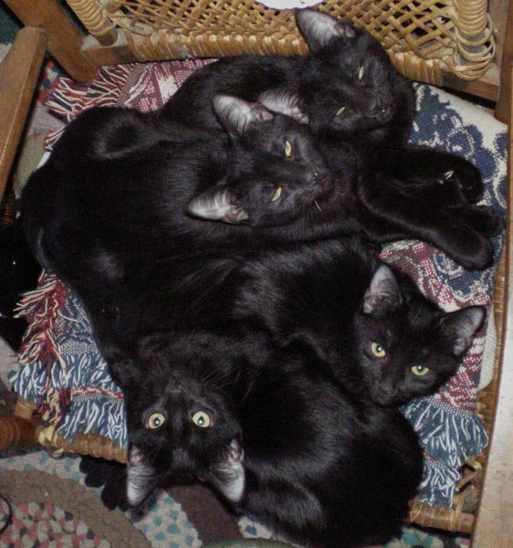 four black cats on the rocker