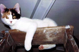 calico kitten on ladder