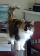 long-haired calico cat