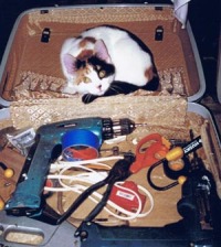 kitten in toolbox