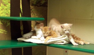 orange kittens on shelf