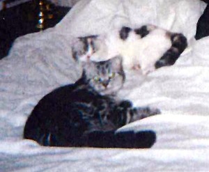 two scottish fold cats