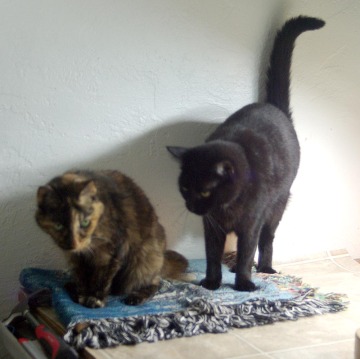 tortie cat and black cat