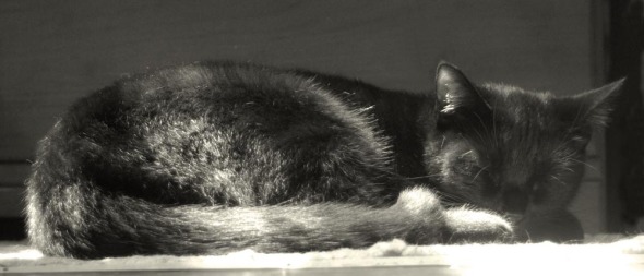 black cat sleeping 