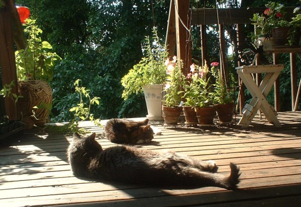 two cats on the deck in the sun