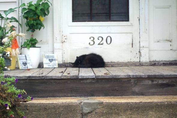 black cat sleeping on porch