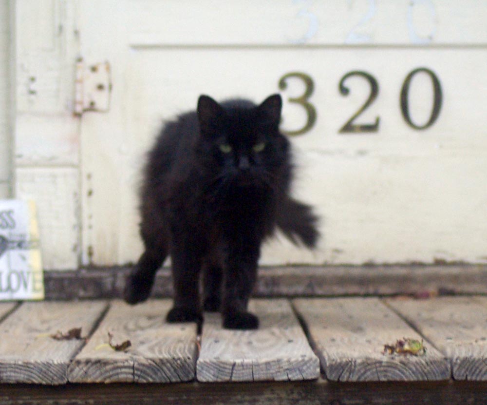 scruffy black cat