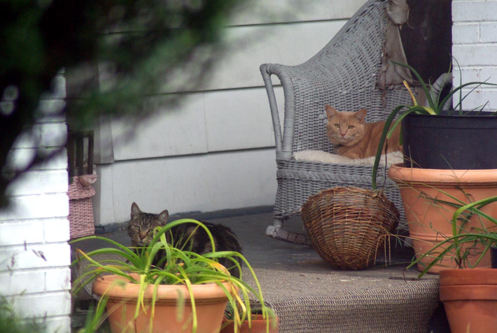 two cats on porch