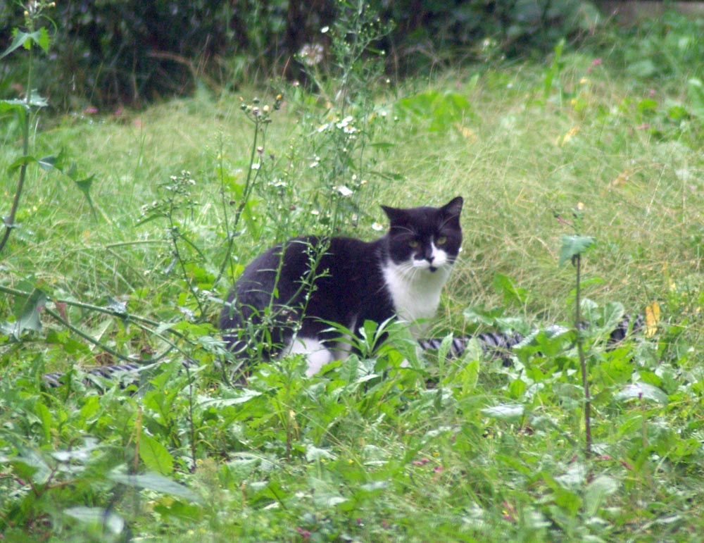 tuxedo cat in grass