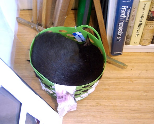 black cat in basket