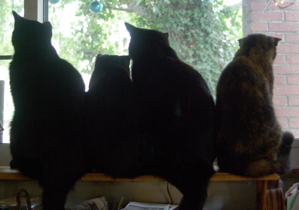 four cats looking out window