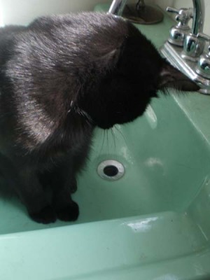 cat looking in sink