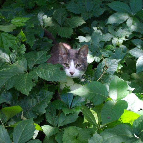 gray and white cat in weeds