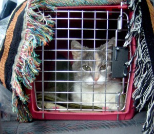 cat in carrier in back seat