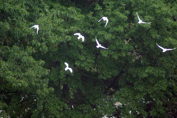 slideshow of doves