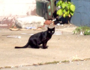 stray black cat