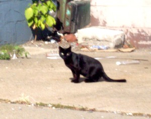 stray black cat