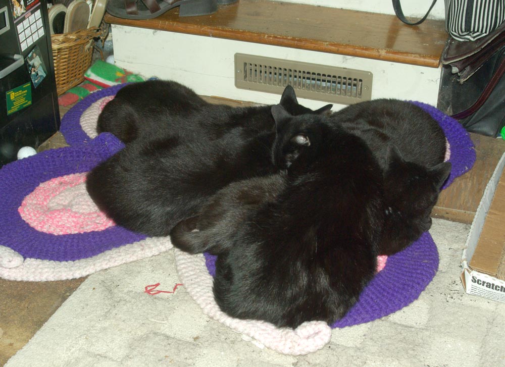 five cats on rug