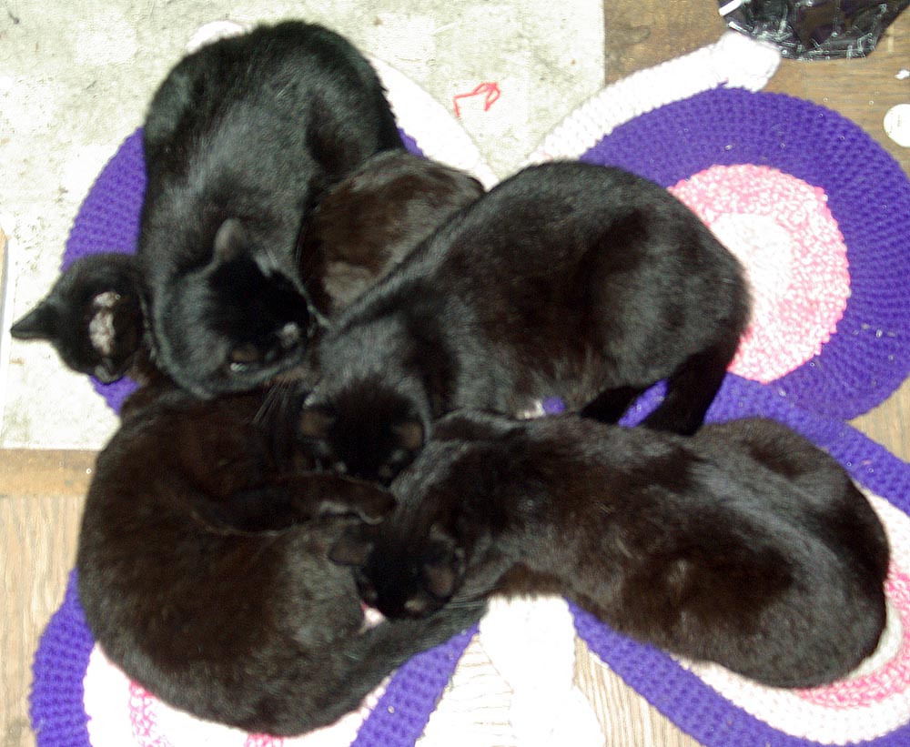 five cats on butterfly rug