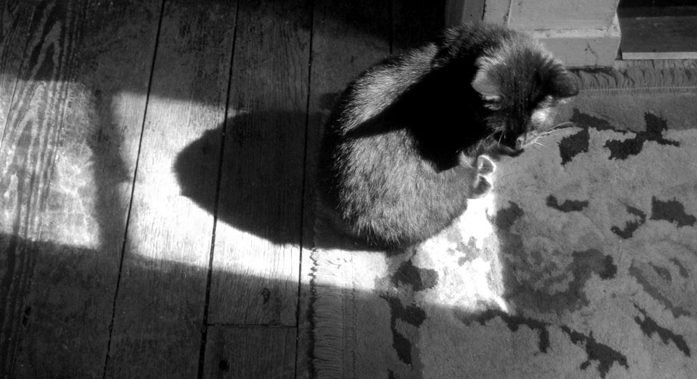 black cat on rug and floor black and white