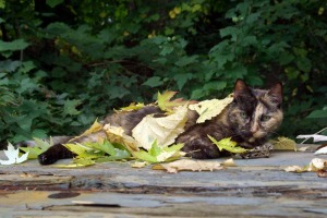 tortie cat covered with leaves