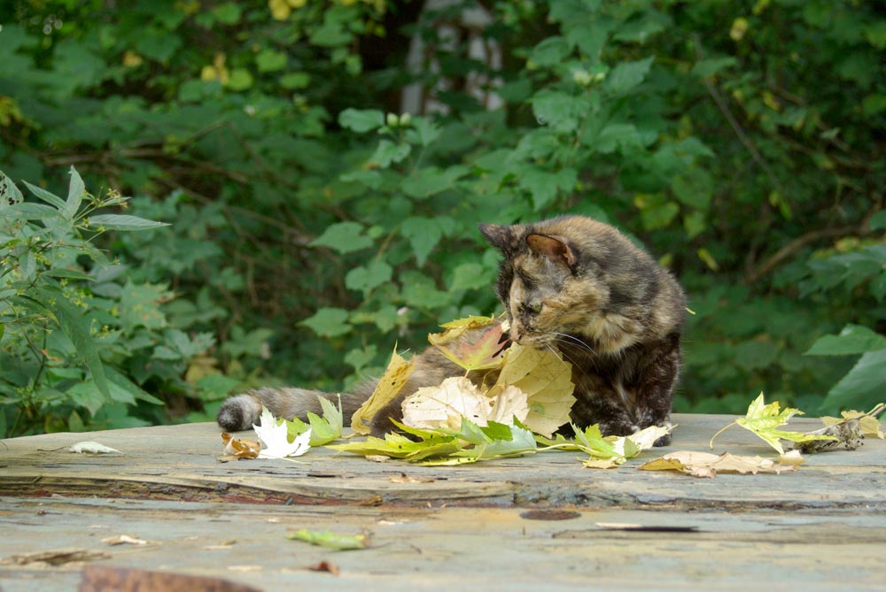 tortie cat on picnic table with leaves