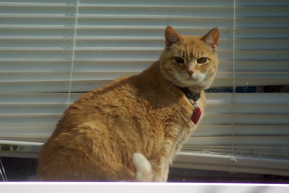 orange cat on windowsill