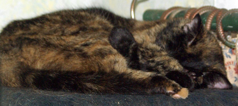 tortie cat sleeping in a curl