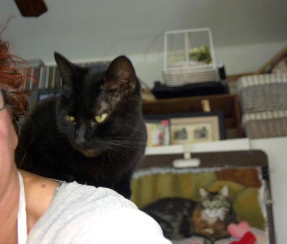 black cat on shoulder