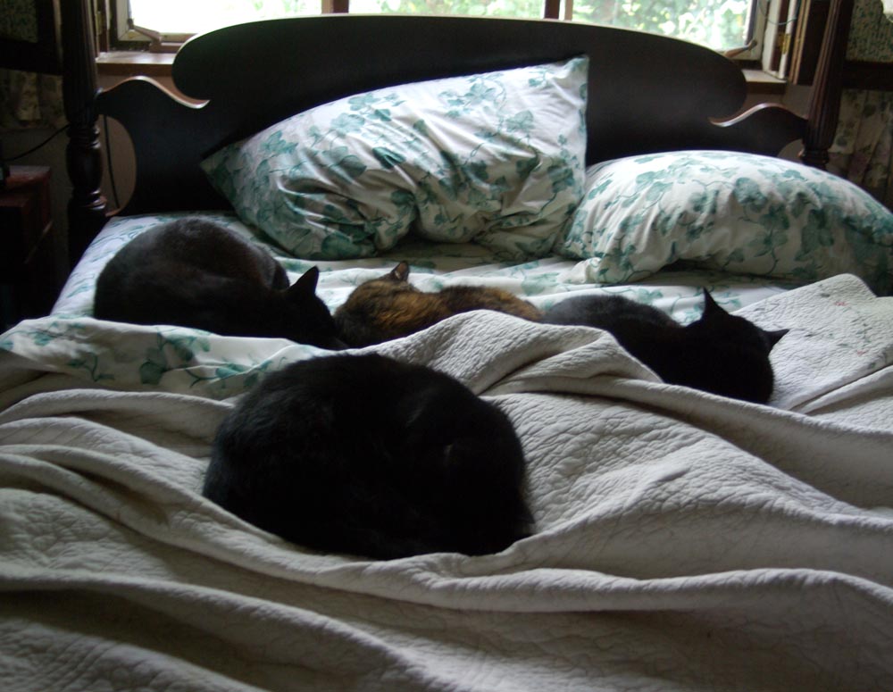 cats on an unmade bed