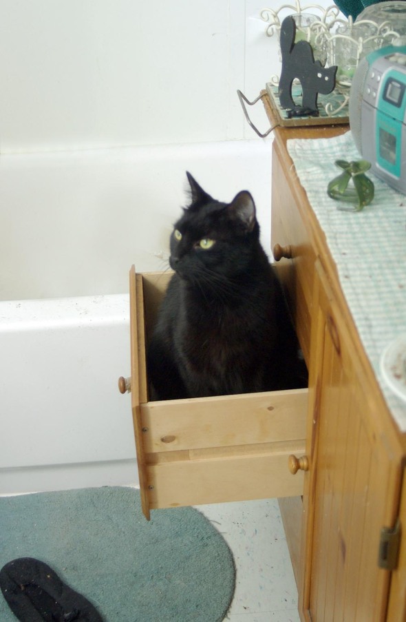 black cat sitting in drawer