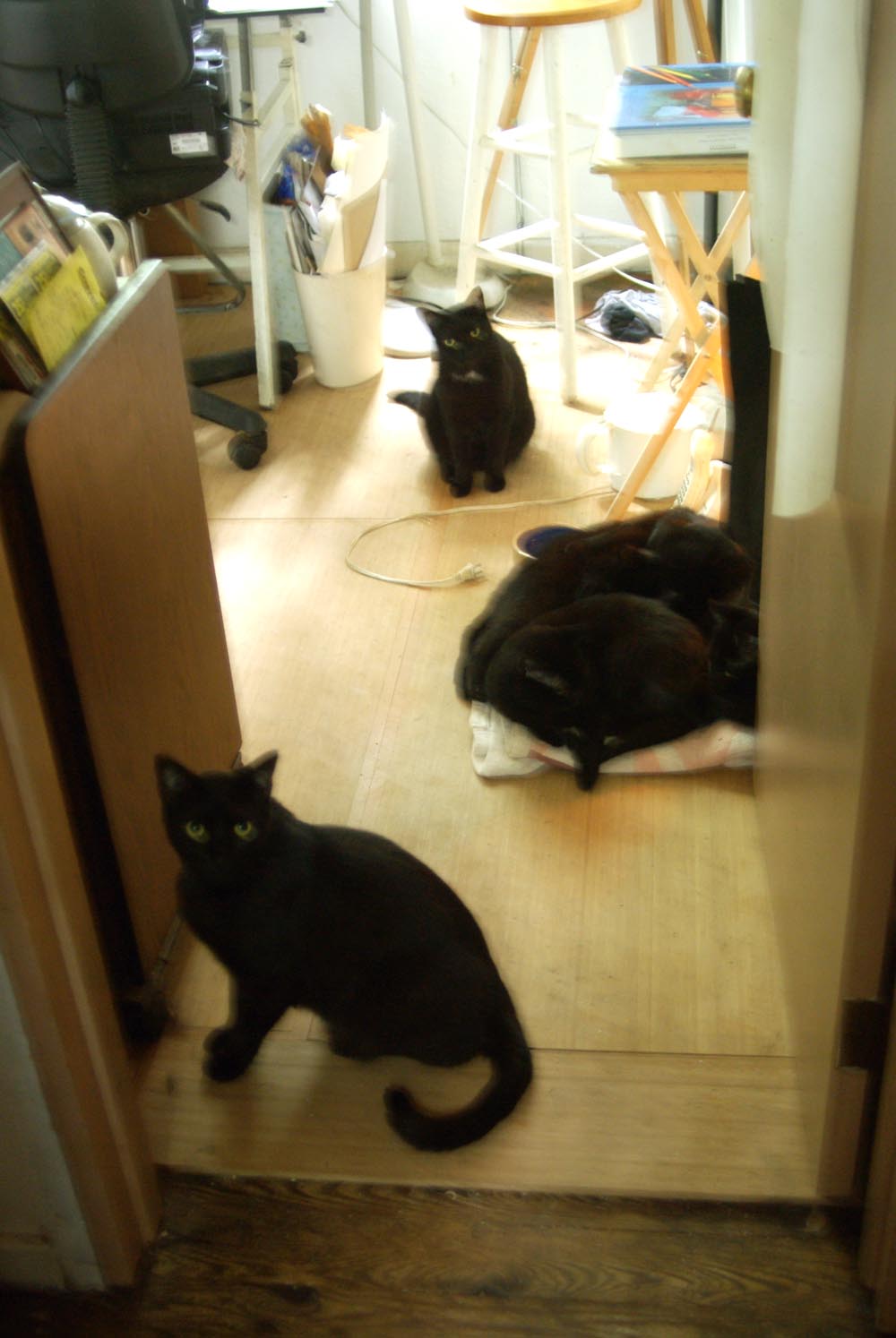 five black cats in room